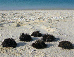 پاکسازی مرجان های جزیره خارگ نیازمند اقدام ملی است