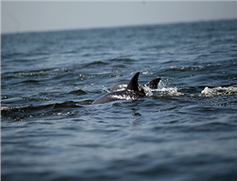 پایش دلفین های اطراف جزیره کیش آغاز می شود