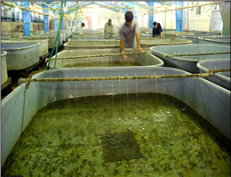 مشارکت فرانسه در پرورش ماهیان خاویاری 