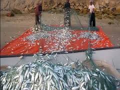 صید ساردین ماهیان در آب های قشم ممنوع شد