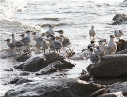 جزیره نخیلو در بوشهر میزبان هزاران پرنده دریایی