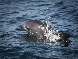 بررسی نحوه حفاظت از دلفین های گوژپشت در خلیج فارس 