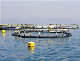تولید ۸۴ هزار تن ماهی در قفس در قشم