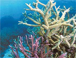 بررسی پراکنش آبسنگ های مرجانی سه جزیره کشور  