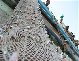 افزایش 16 درصدی صید میگوی دریایی در خوزستان