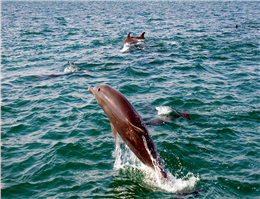 سه گونه دلفین در آب های قشم شناسایی شد