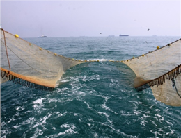 پیش بینی صید 55 هزارتن ماهی در آبهای بوشهر