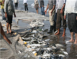 صید ماهیان استخوانی 44درصد افزایش یافت
