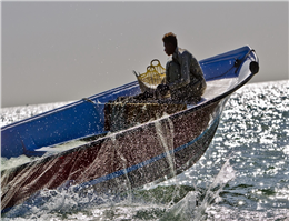 صیادان بوشهری 277 تن ماهی مرکب صید کردند