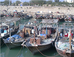 سهم 38درصدی هندیجان از صید آبزیان دریایی خوزستان 