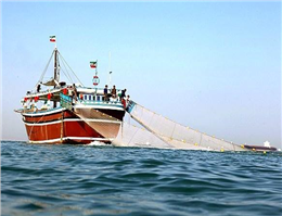 صید خیار دریایی در آبهای دریای عمان آغاز می شود