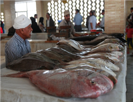 استاندار هرمزگان دستور رسیدگی به وضعیت بازار ماهی‌فروشان را صادر کرد