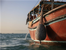 آزاد شدن صید میگو در صیدگاههای شمال غرب خلیج فارس