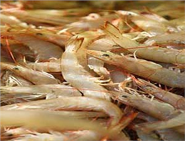 400 Tons Farmed shrimp Exported to UAE/ European Markets as the First Priority