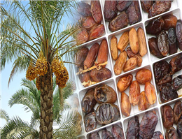 صادرات خرمای خوزستان از سه بندر جنوبی کشور 