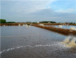 تولید میگو در گناوه 44 درصد افزایش یافت