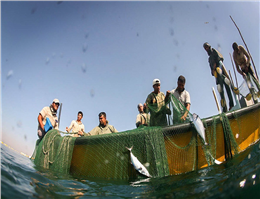 صید تن ماهیان در اقیانوس هند به پایان رسید