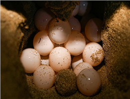 افزایش زادآوردی لاک پشت های دریایی در آبهای بوشهر 