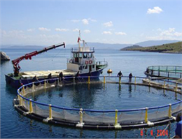 طرح پرورش ماهی در قفس در جزیره مینو اجرا می شود