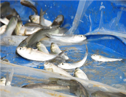 تولید 20 میلیون قطعه بچه ماهی در گلستان