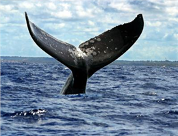 نهنگ های دریای عمان در معرض خطر انقراض 