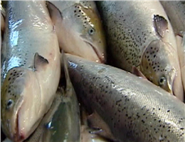 اعمال محدودیت واردات ماهی به نفع کشور نیست