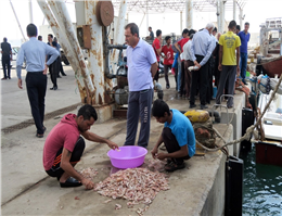 تخلیه 8 هزارتن ماهی صنعتی دراسکله صیادی بوشهر