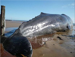 لاشه نهنگ تلف شده در ساحل حله بوشهر کشف شد