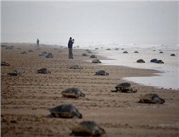 لاک‌پشت‌های گرفتار شده در خلیج فارس رهاسازی شدند