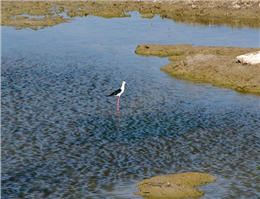 برگزاری تورهای پرنده نگری در خور موسی و ساحل اروند رود 