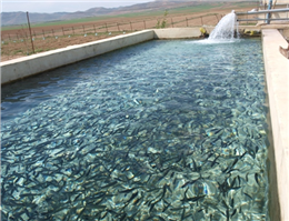 وجود 40 استخر پرورش ماهی در میرجاوه