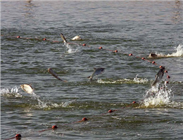 ممنوعیت صید ماهی در آبهای خوزستان و بوشهر