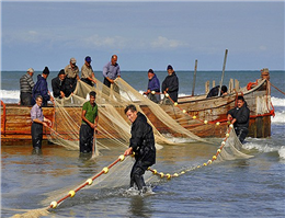 صید ماهیان خاویاری در دریای خزر آغاز شد