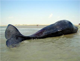 برخورد نهنگ با شناور در دیلم