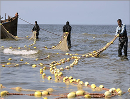 افزایش 50 درصدی صید ماهیان استخوانی دریای خزر