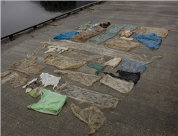 کشف 30 کیسه پلاستیکی از جسد یک وال در نروژ
