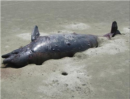 مرگ یک قطعه دلفین در ساحل بندرجاسک