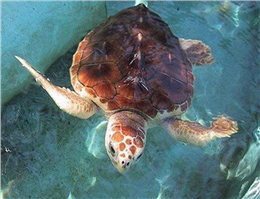 لاک‌پشت‌های دریایی برای تخم ریزی به سواحل چابهار آمدند