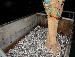 تداوم کاهش صید کیلکا ماهیان دریای خزر
