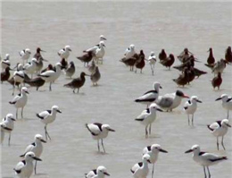 تنوع زیستگاه های آبی پرندگان در سیستان