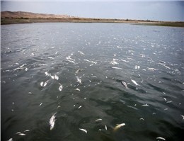 ادامه مرگ میلیونی بچه ماهی‌ها در تالاب هامون