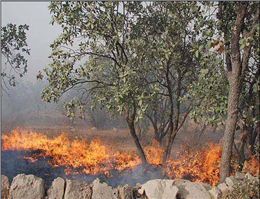 آتش سوزی در تالاب هورالعظیم