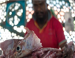 کشف یک تُن ماهی قاچاق در ایرانشهر