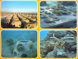 ایجاد زیستگاه های مصنوعی در خلیج فارس از سوی شیلات