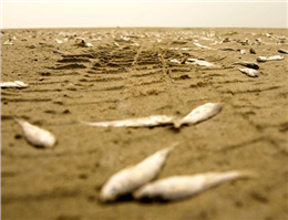 تکرار ماجرای مرگ ماهیان در ساحل بندرعباس