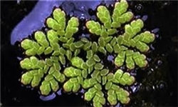 کشف جلبک برای محافظت از مرجان دریایی