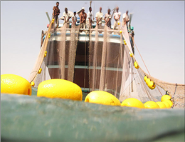 مجوز صید میگو در آبهای بوشهر از 13 شهریور باطل می‌شود