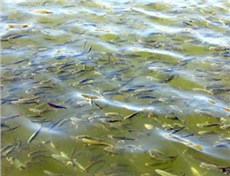 رهاسازی 13میلیون قطعه ماهی در تالاب های شادگان و هورالعظیم