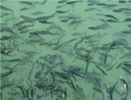 کاهش چشمگیر تلفات ماهیان گرمابی در سال جاری