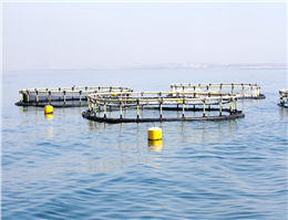 صدورمجوز نصب قفس پرورش ماهی درخزر و خلیج فارس